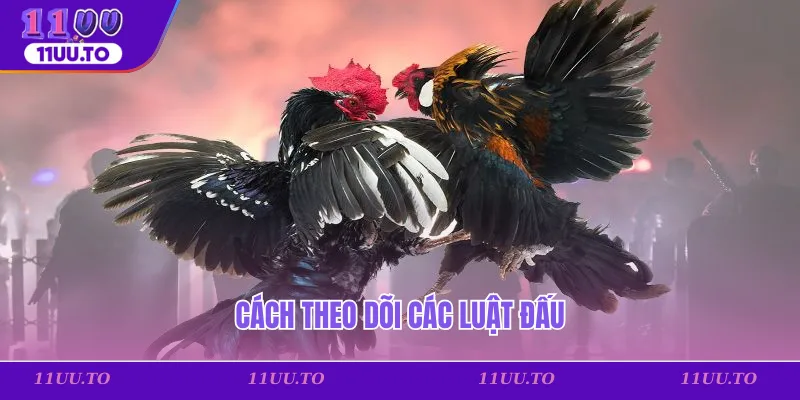 Cách theo dõi các luật đấu