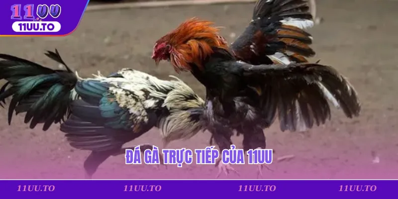 Đá gà trực tiếp của 11uu