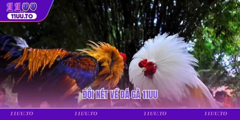 Đôi nét về đá gà 11uu