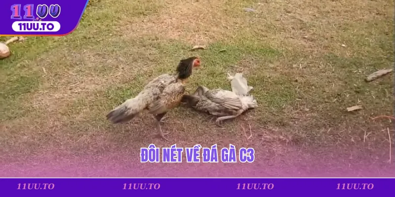 Đôi nét về đá gà C3