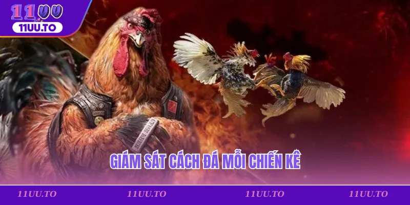 Giám sát cách đá mỗi chiến kê