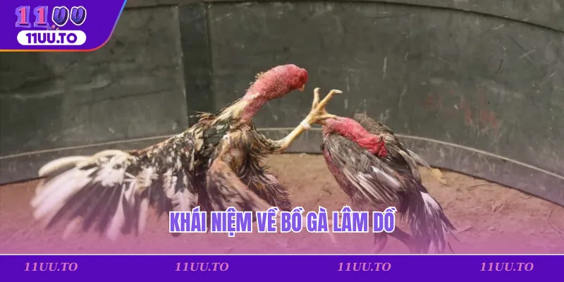 Khái niệm về bồ gà Lâm Dồ