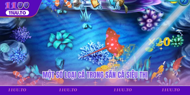 Một số loại cá trong săn cá siêu thị