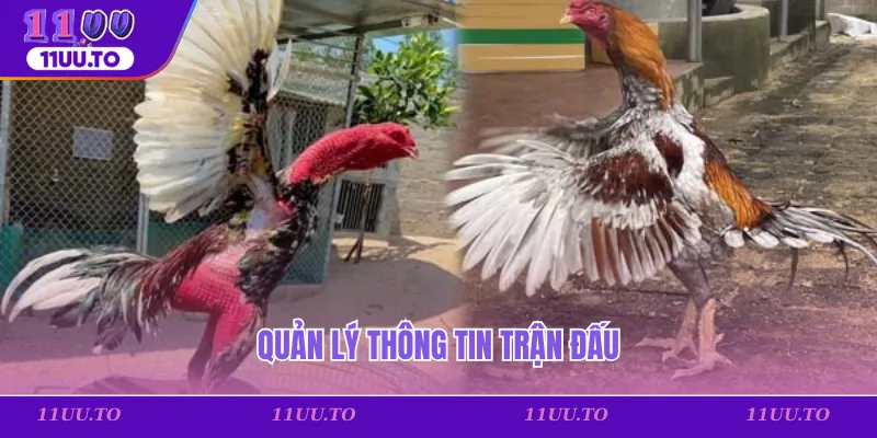 Quản lý thông tin trận đấu