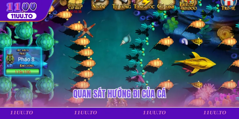 Quan sát hướng đi của cá