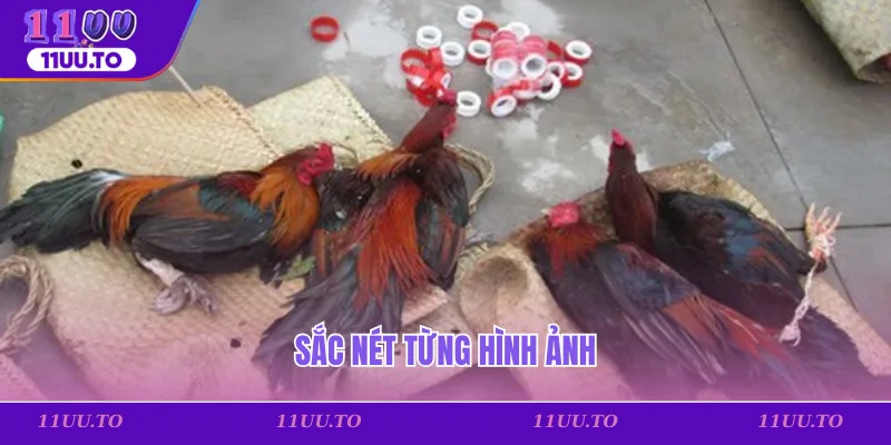 Sắc nét từng hình ảnh