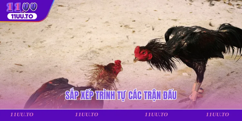 Sắp xếp trình tự các trận đấu