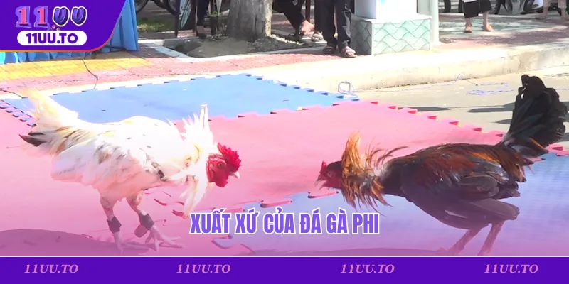 Xuất xứ của đá gà Phi